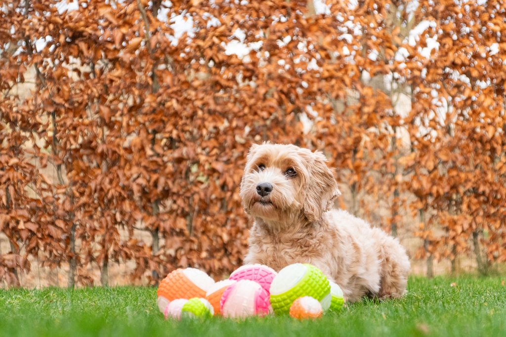 Dog Comets Glow In The Dark Moon Bal S Roze - Speelplezier Dag en Nacht - afbeelding 5