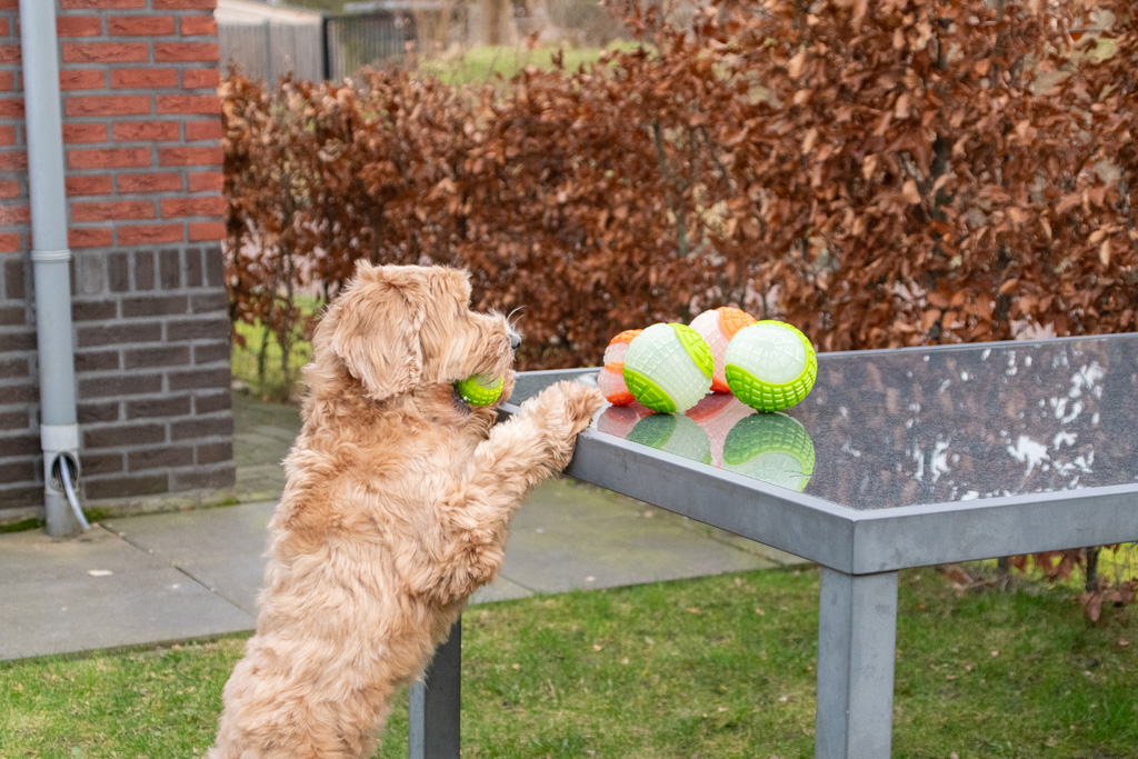 Dog Comets Glow In The Dark Moon Bal M Roze - Speelgoed voor Honden - afbeelding 6