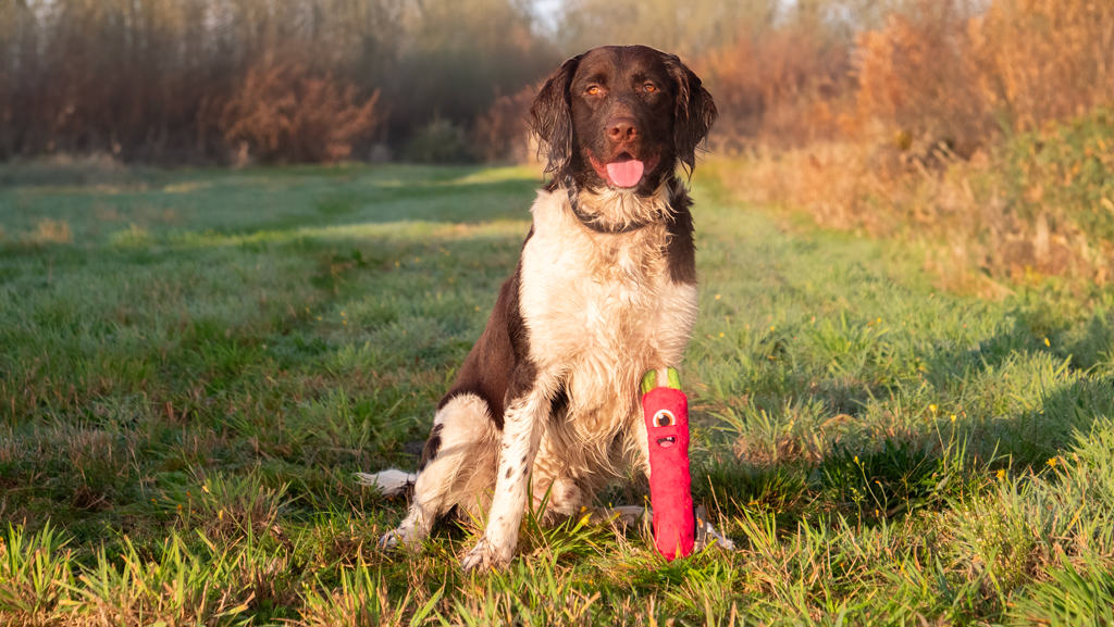 Dog Comets Invaders Roze M - Speelse werpstok voor honden - afbeelding 3