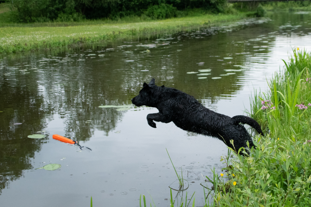 Dog Comets Orion Dummy Oranje 20 x 4 x 4 cm - afbeelding 6