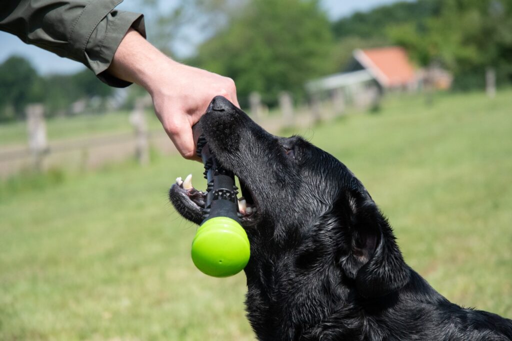 Dog Comets Meteor Werpstok Roze L - Duurzaam Rubber Speelgoed - afbeelding 4