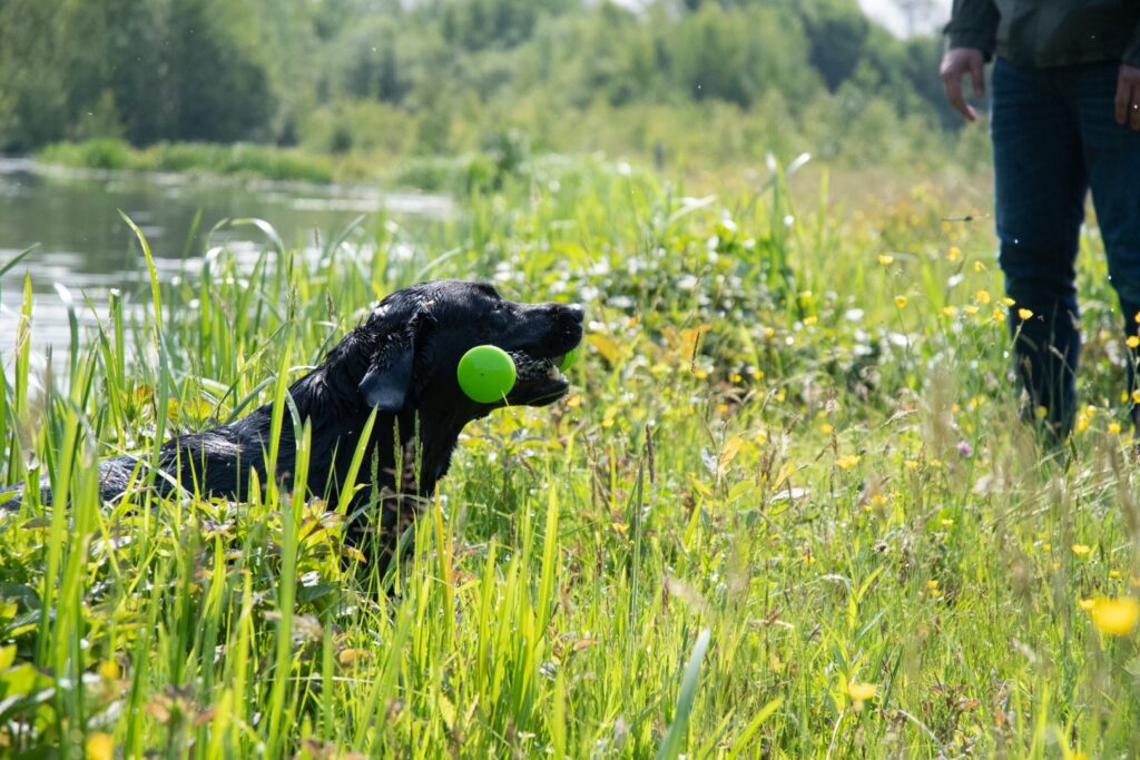 Dog Comets Meteor Werpstok Groen L - 32 cm - afbeelding 4