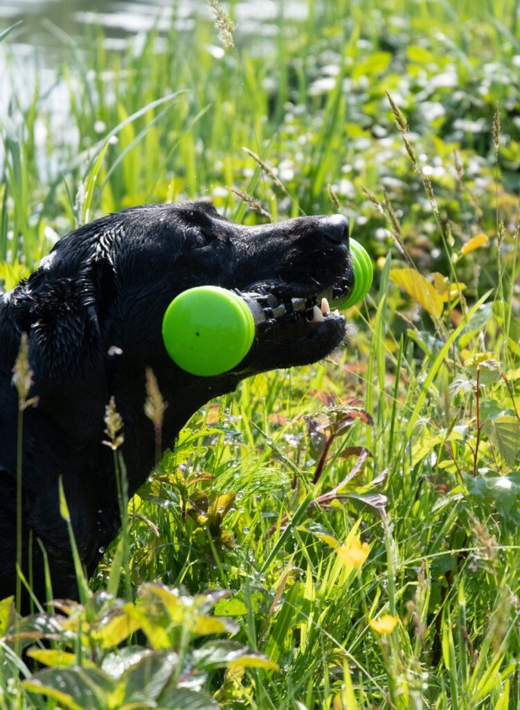 Dog Comets Meteor Werpstok Groen L - 32 cm - afbeelding 3