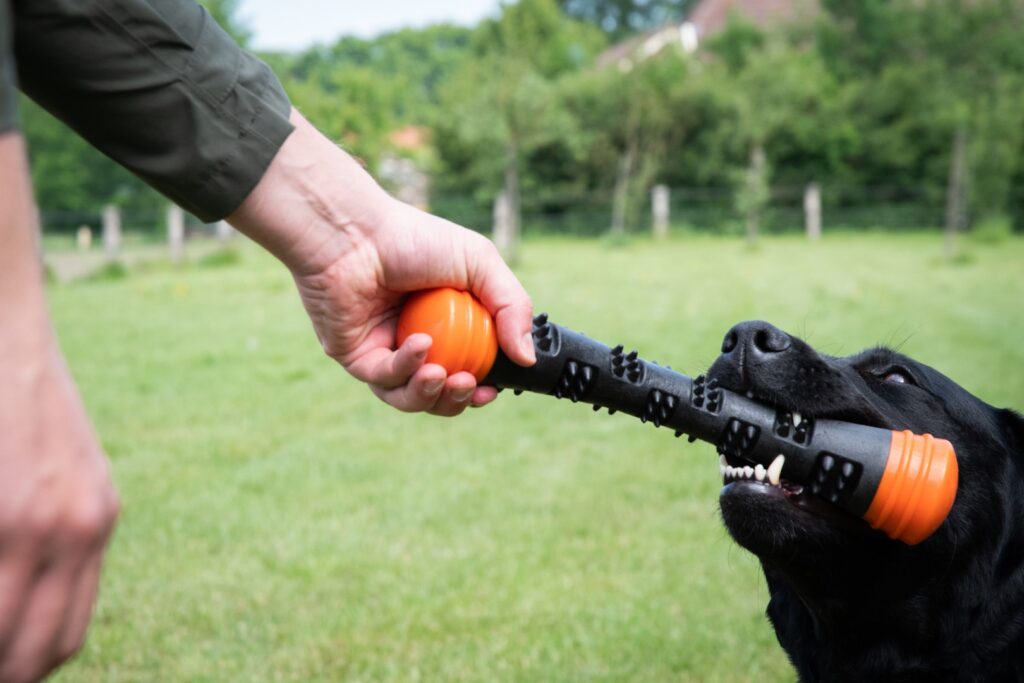 Dog Comets Meteor Werpstok Oranje L - 32 cm - afbeelding 3
