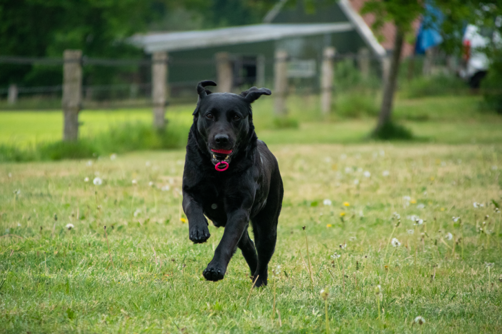 Dog Comets Blazar Jet Oranje Speelbal van Duurzaam Kunststof - afbeelding 5
