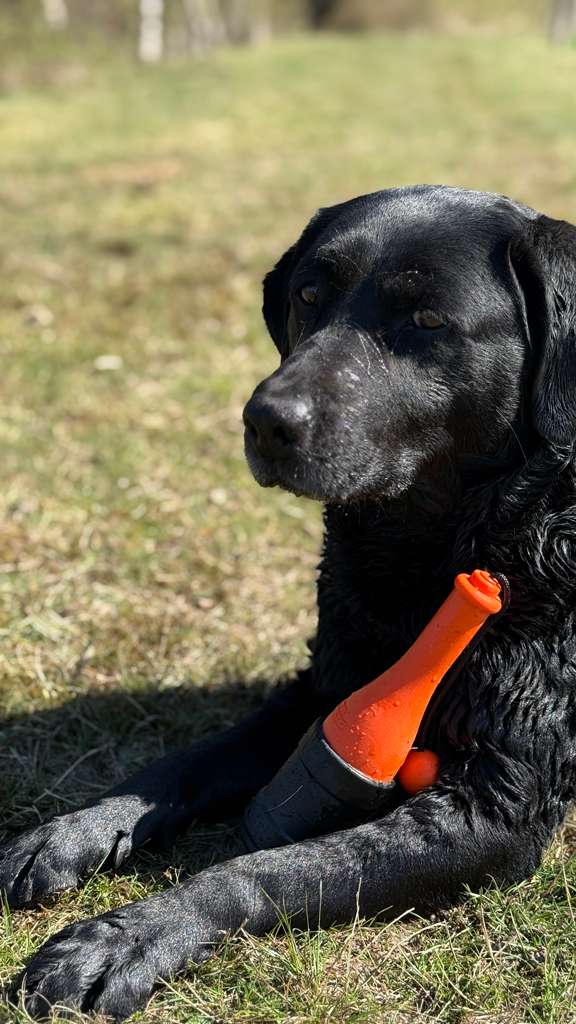 Dog Comets Bobber Groen - Apporteerspeeltje voor Waterplezier - afbeelding 5