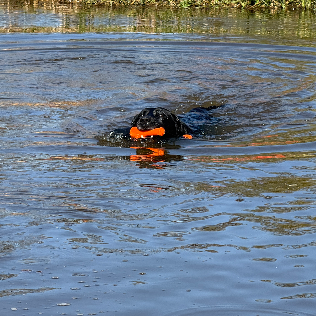 Dog Comets Bobber Oranje - Apporteerspeeltje voor Water en Land - afbeelding 6