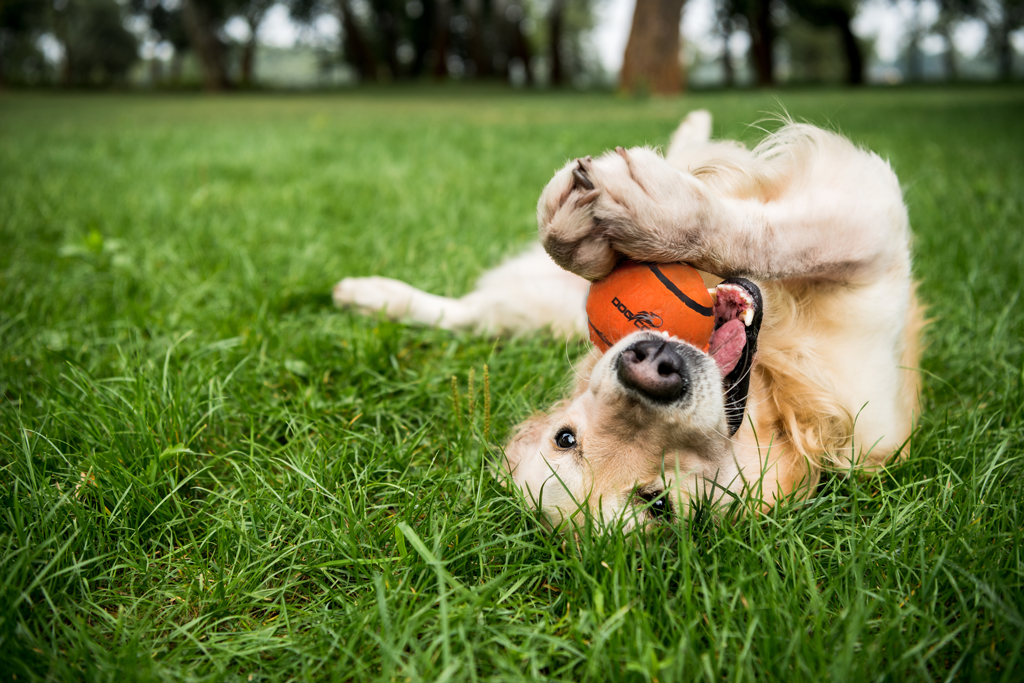 Dog Comets Tennisbal Met Pieper Neutron Star M Oranje - afbeelding 3