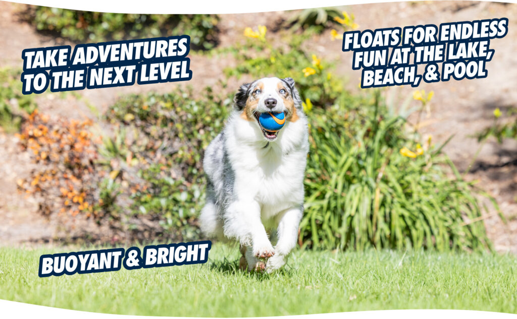 Chuckit! Ultra Squeaker Ball M - Speelgoed voor Honden - afbeelding 6