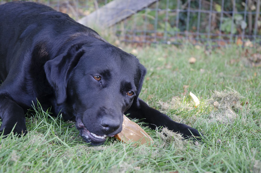Dental Ears Small 48 st. - Snacks voor Honden - afbeelding 2