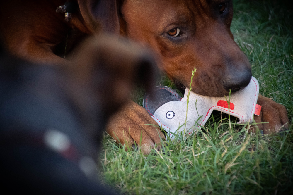 Doggy Doodles Ezel Lichtgrijs - Runderleer Knuffeltje voor Puppy - afbeelding 2