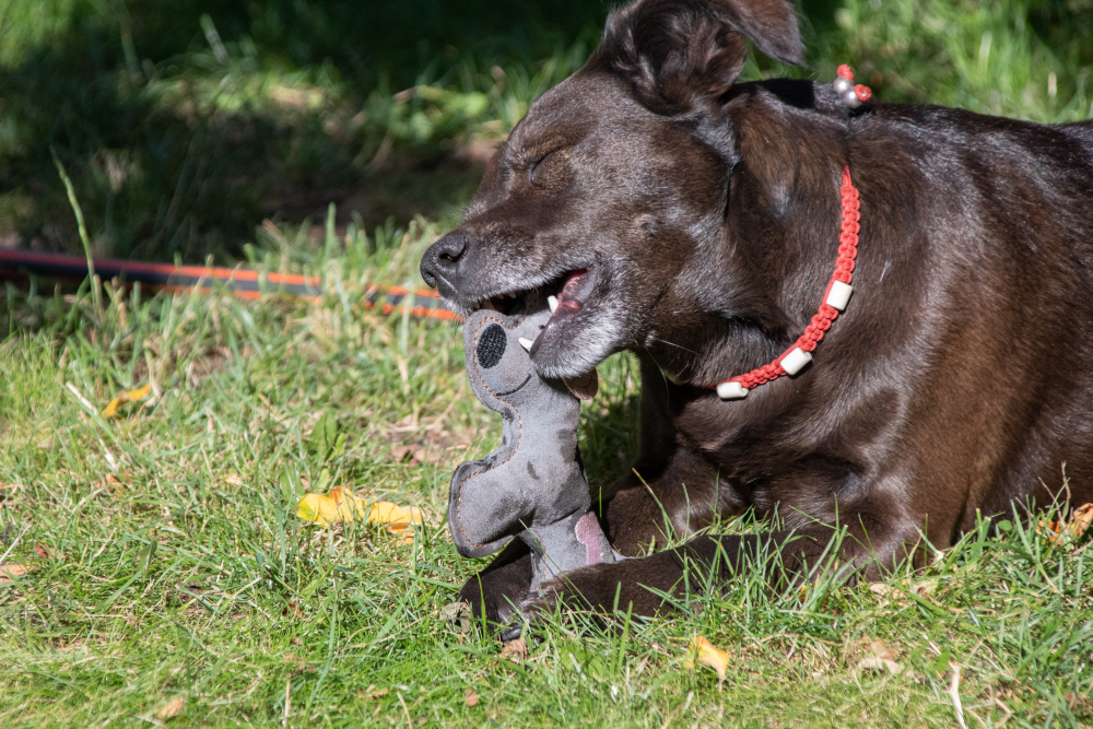 Doggy Doodles Ezel Lichtgrijs - Runderleer Knuffeltje voor Puppy - afbeelding 5
