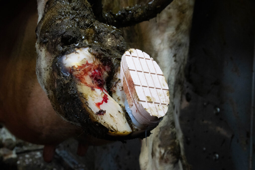 Excellent Easy Hoof Block Hout - 11 cm - Beukenhout - afbeelding 3