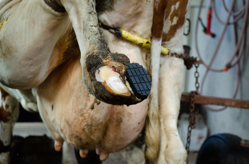 Excellent Easy Hoof Block PVC plastic - 11 cm - afbeelding 4