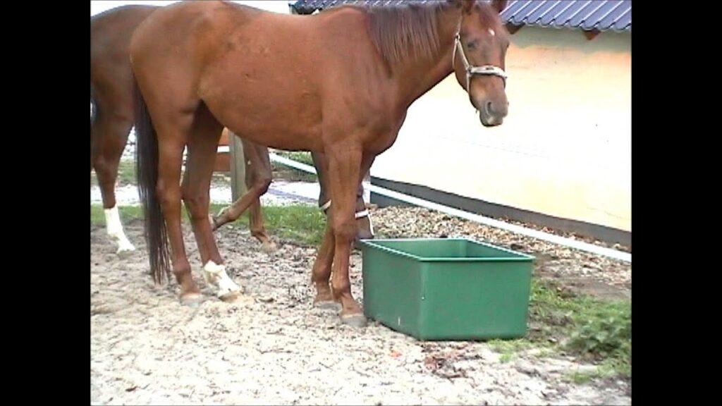 OK Plast Weidebak 200 l - Robuuste voer-/drinkbak voor paarden - afbeelding 2