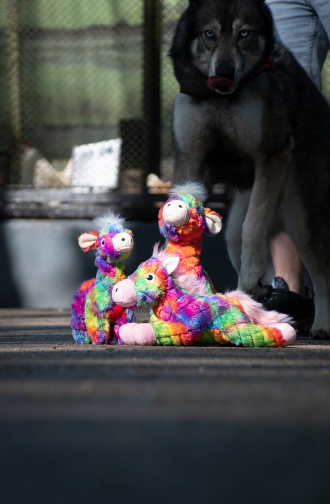 FantaZoo Alpaca - L - Vrolijk gekleurde knuffel voor honden - afbeelding 3