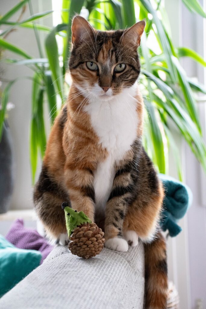 Forest Friends Mouse Groen - Speelgoed voor Katten van Dennenappel en Vilt - afbeelding 3