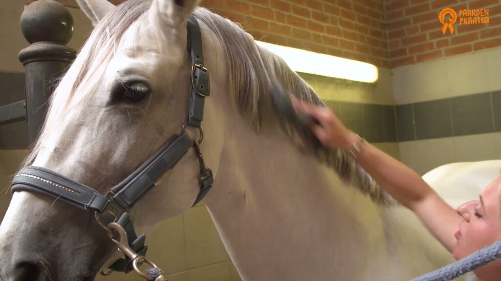 Paardenpraat TV Glans Spray 250 ml voor Huid, Haar en Manen - afbeelding 2