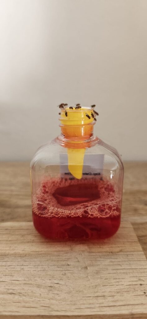 Knock Pest Fruitvliegval - Kant-en-klaar voor Binnengebruik - afbeelding 2
