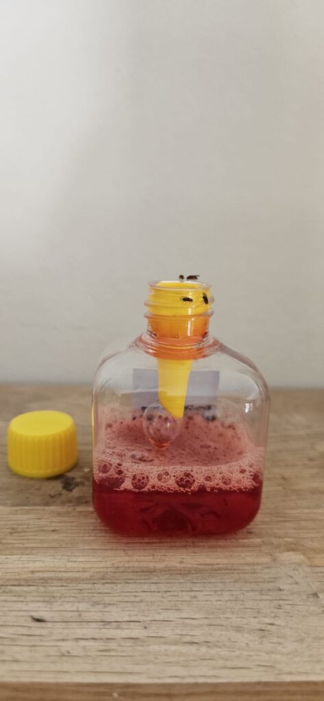Knock Pest Fruitvliegval - Kant-en-klaar voor Binnengebruik - afbeelding 4