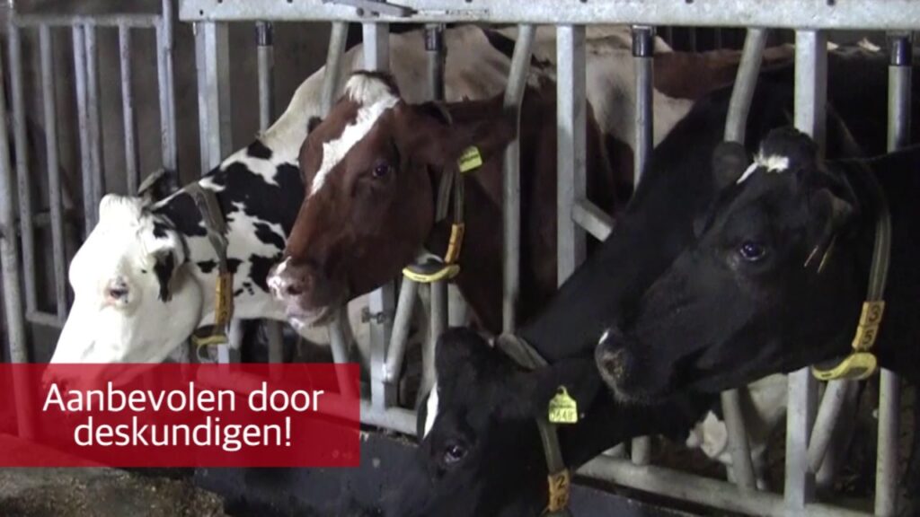 Excellent Calbal Plus - Calciumdrank voor Melkvee - afbeelding 2