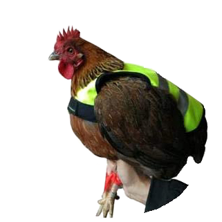 Gaun Pluimvee Kippen Vest - Beschermvest voor Hennen - afbeelding 2