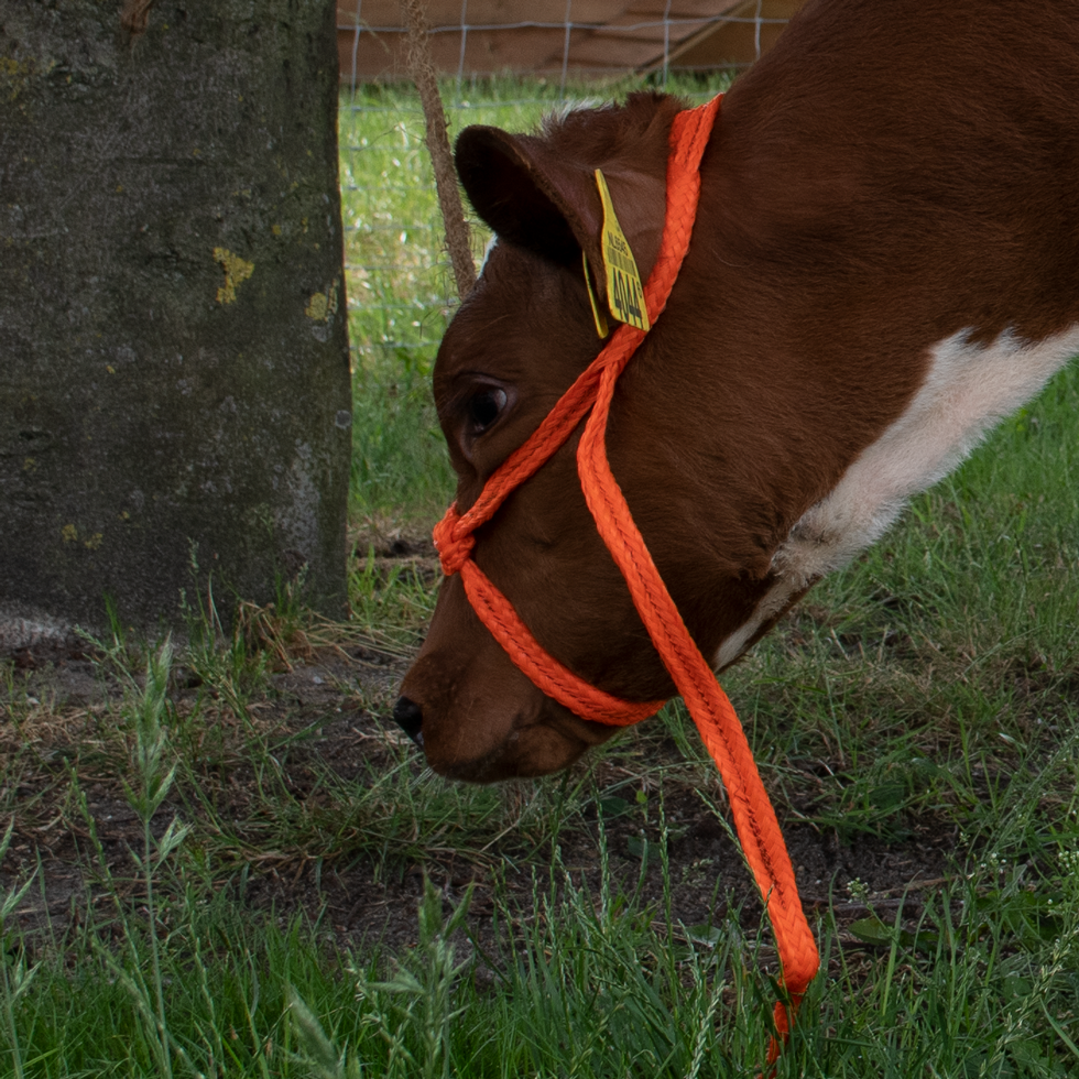 Halster Kalf verstelbaar breed oranje Kalf - Excellent - afbeelding 3