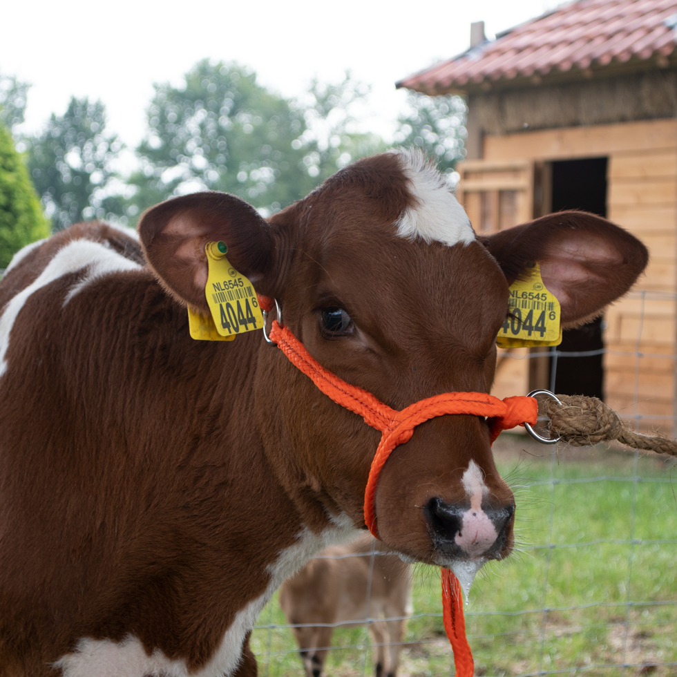 Halster Kalf verstelbaar breed oranje Kalf - Excellent - afbeelding 1