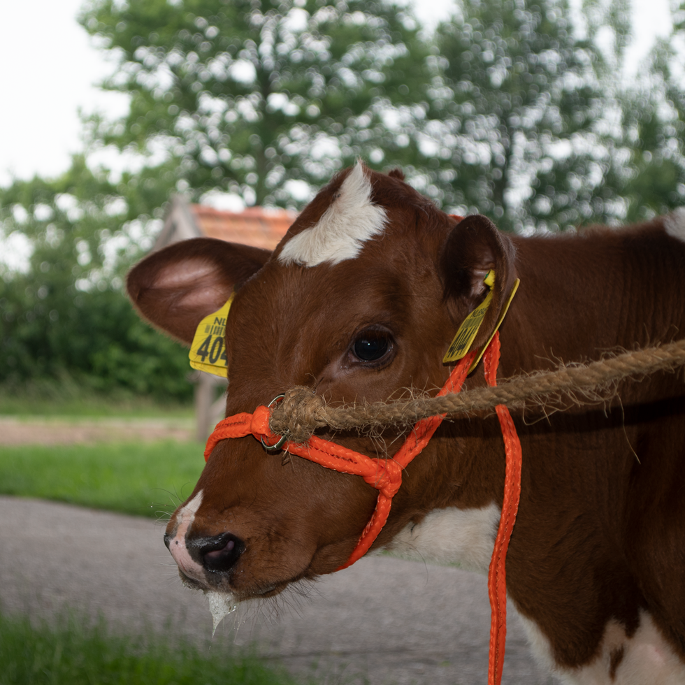 Halster Kalf verstelbaar breed oranje Kalf - Excellent - afbeelding 2