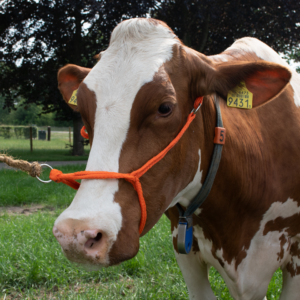 Halster Kalf Verstelbaar Breed Oranje Koe - Excellent