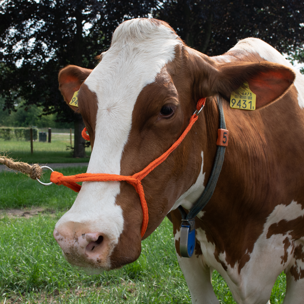 Halster Kalf Verstelbaar Breed Oranje Koe - Excellent - afbeelding 1