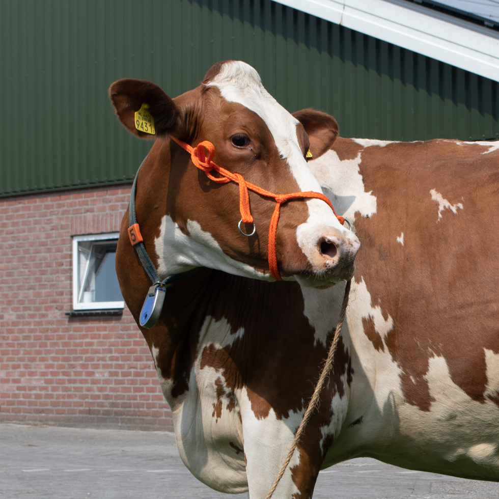 Halster Kalf Verstelbaar Breed Oranje Koe - Excellent - afbeelding 2