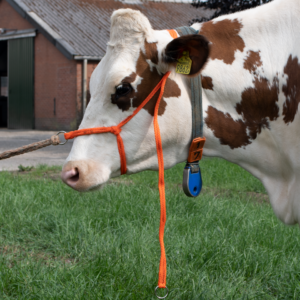 Halster Kalf verstelbaar breed oranje Koe groot - Excellent