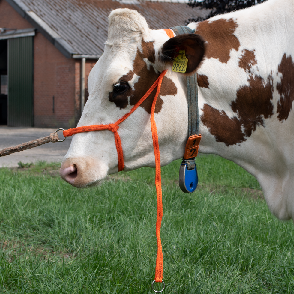 Halster Kalf verstelbaar breed oranje Koe groot - Excellent