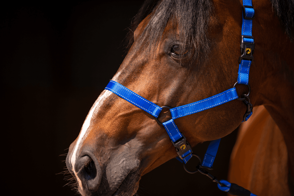 Excellent Halster Blauw XS - Veilig en gemakkelijk voor uw paard - afbeelding 2