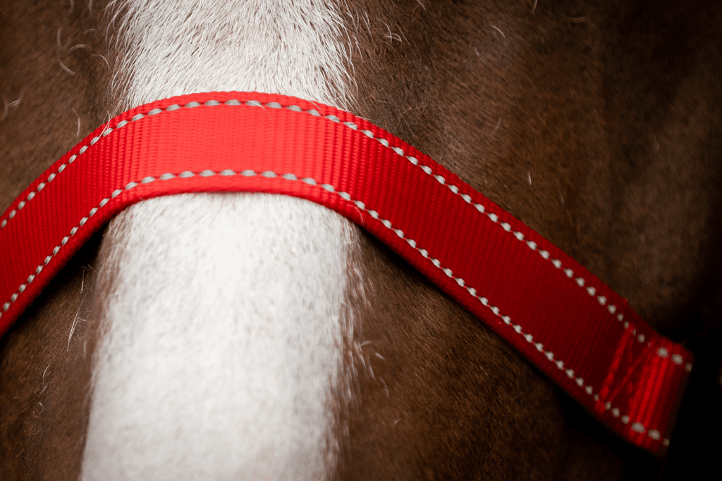 Excellent Halster Rood XS - Veilig en Gemakkelijk - afbeelding 4