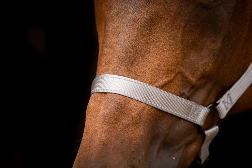 Excellent Halster Grijs XS - Veilig en comfortabel voor uw paard - afbeelding 2