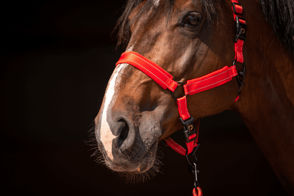 Excellent Superior Halster Rood XS - Comfortabel en veilig voor jonge paarden - afbeelding 3