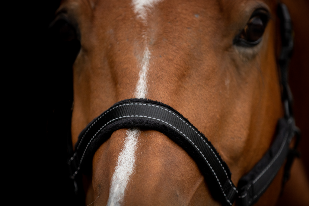 Excellent Superior Halster Zwart XS - Comfortabel en veilig voor uw paard - afbeelding 3