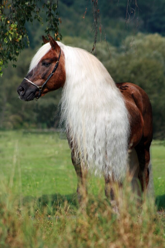 Excellent Horse Hi Gloss Spray 500 ml - Glansspray voor Staart en Manen - afbeelding 4