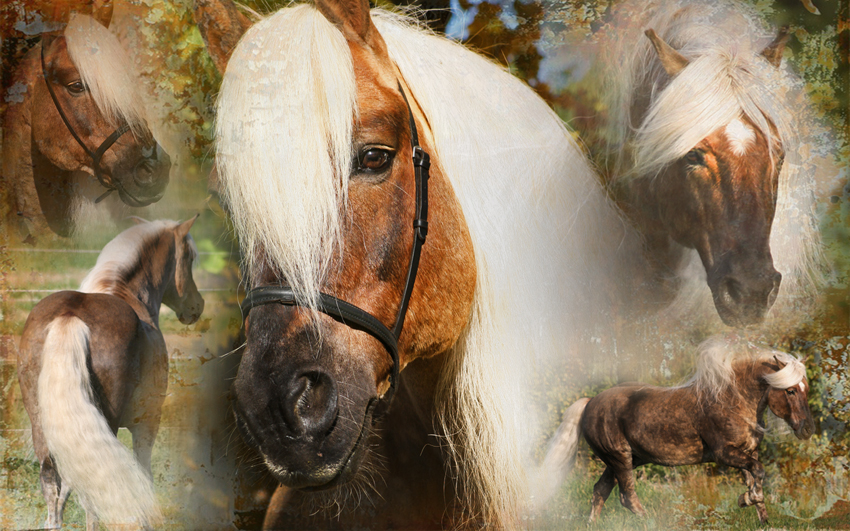 Excellent Horse Hi Gloss Spray 500 ml - Glansspray voor Staart en Manen - afbeelding 3