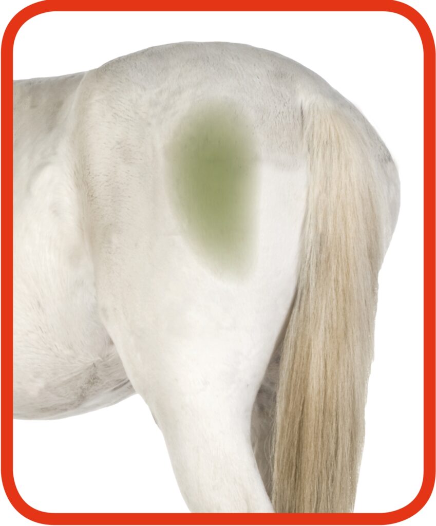 Excellent Horse Hi Gloss Clean Spray 500 ml - Reinigen zonder wassen - afbeelding 3