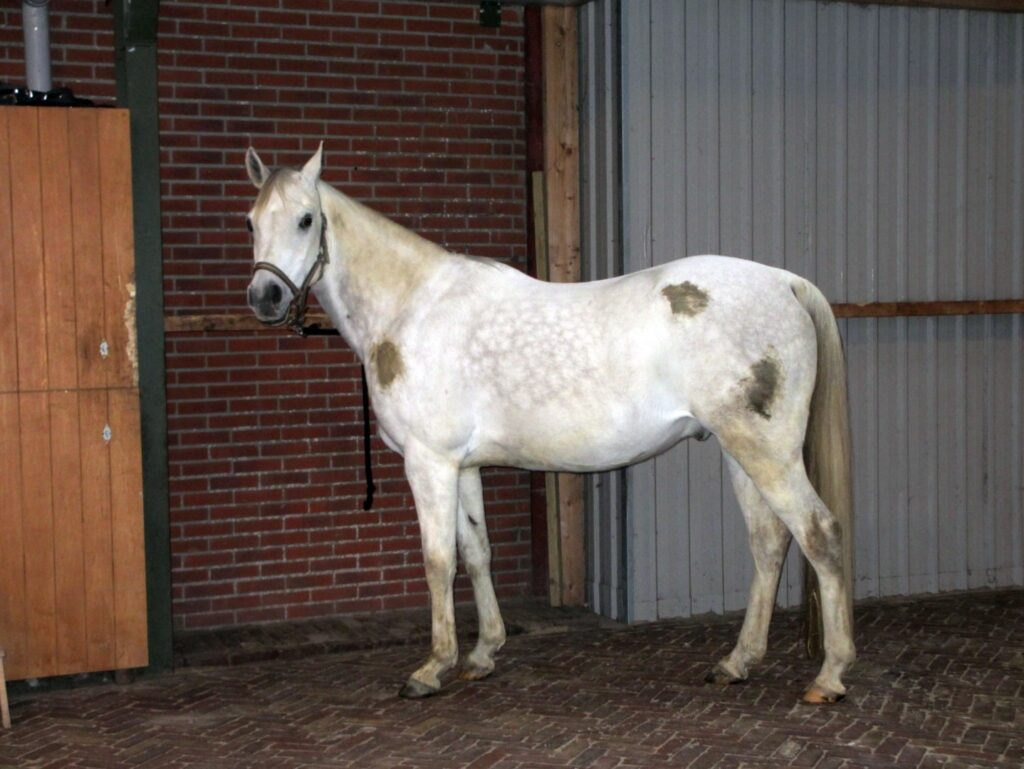 Excellent Horse Hi Gloss Clean Spray 500 ml - Reinigen zonder wassen - afbeelding 2