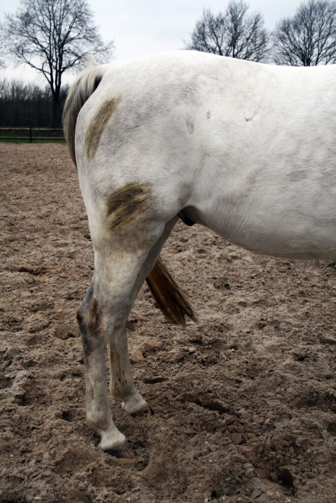 Excellent Horse Hi Gloss Clean Spray 500 ml - Reinigen zonder wassen - afbeelding 5