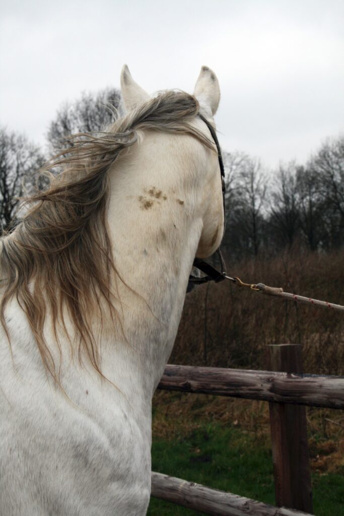 Excellent Horse Hi Gloss Clean Spray 500 ml - Reinigen zonder wassen - afbeelding 4