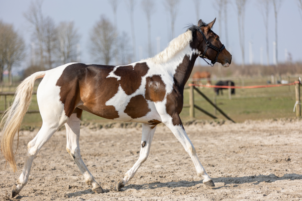 Excellent Horse Hi Gloss Glitter Spray Rainbow 250 ml - afbeelding 2