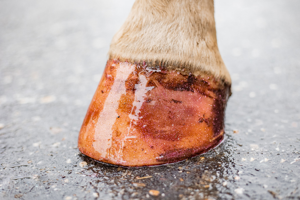 Excellent Horse Hi Gloss Glitter Hoof Polish Pink 150 ml - afbeelding 5