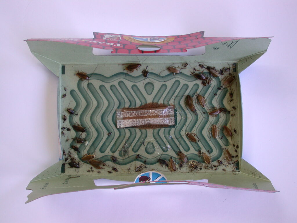 HoyHoy Trap-A-Roach 5-Pack - Effectieve Kakkerlakkenval - afbeelding 2