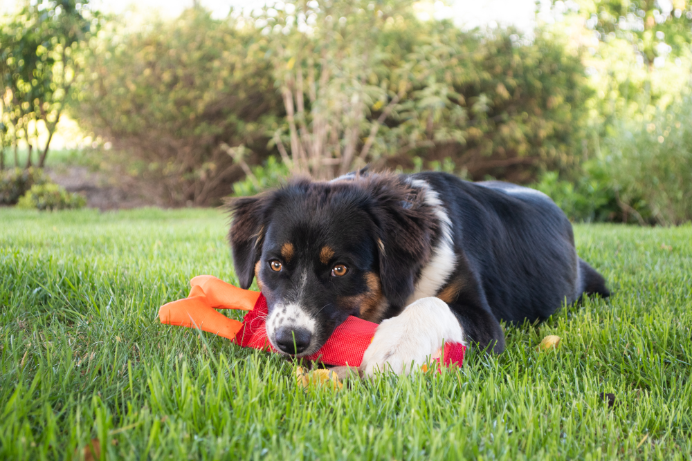 Hozies Jeffrey Jungle S - Sterk Speelgoed voor Honden - afbeelding 5
