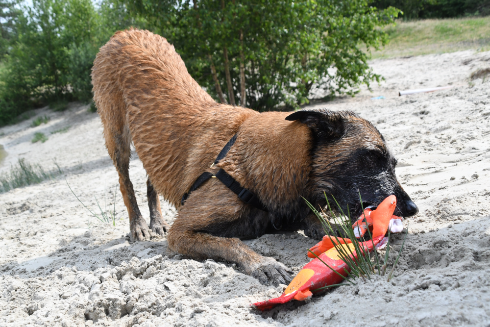 Hozies Jeffrey Jungle S - Sterk Speelgoed voor Honden - afbeelding 3